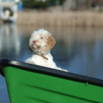 Lagotto Romagnolo puppy for sale