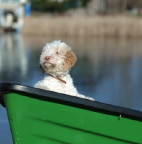 Perros Lagotto Romagnolo en venta