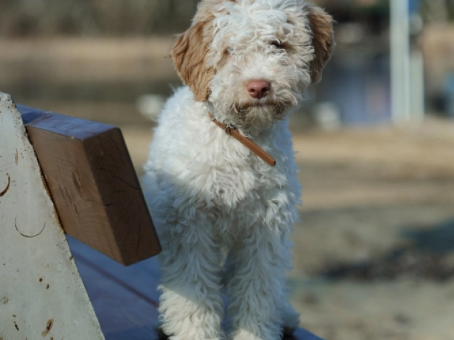 Lagotto Romagnolo puppy for sale