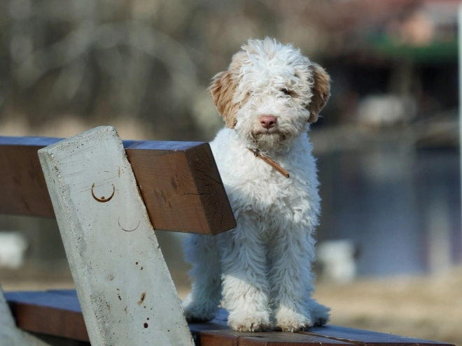 Lagotto Romagnolo puppy for sale