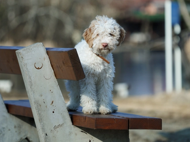 Lagotto Romagnolo puppy for sale