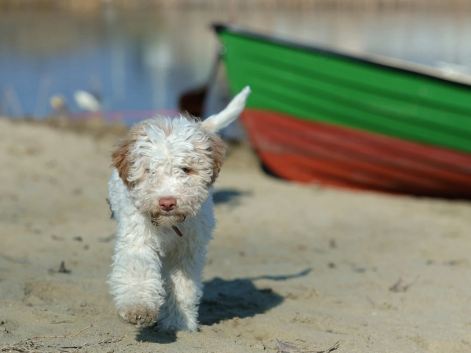 Lagotto Romagnolo puppy for sale
