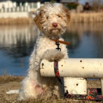 Greg, white with fawn markings Lagotto Romagnolo Welpen kaufen