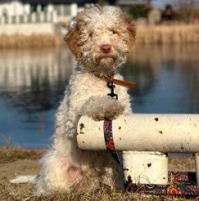 Lagotto Romagnolo puppy for sale