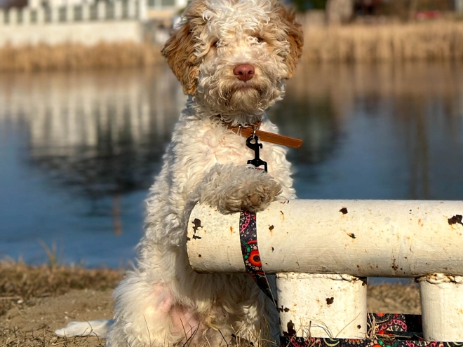 Lagotto Romagnolo puppy for sale