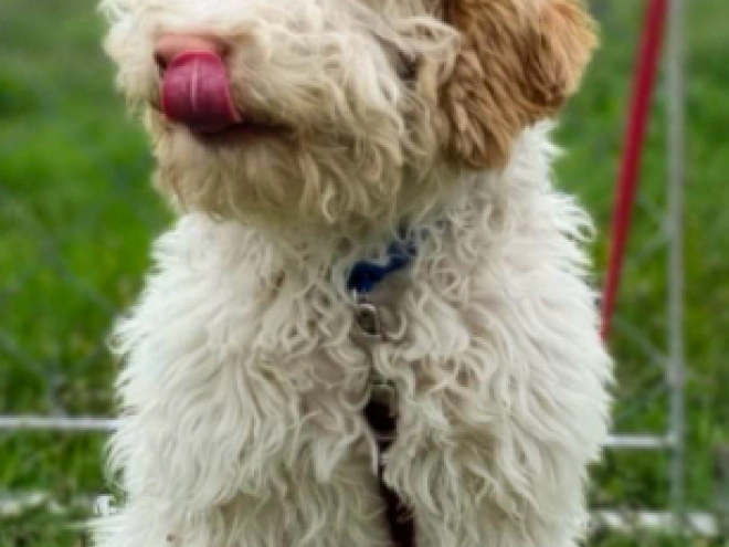 Lagotto Romagnolo puppy for sale