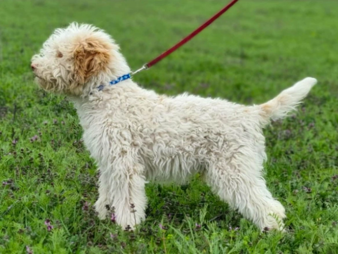 Lagotto Romagnolo puppy for sale