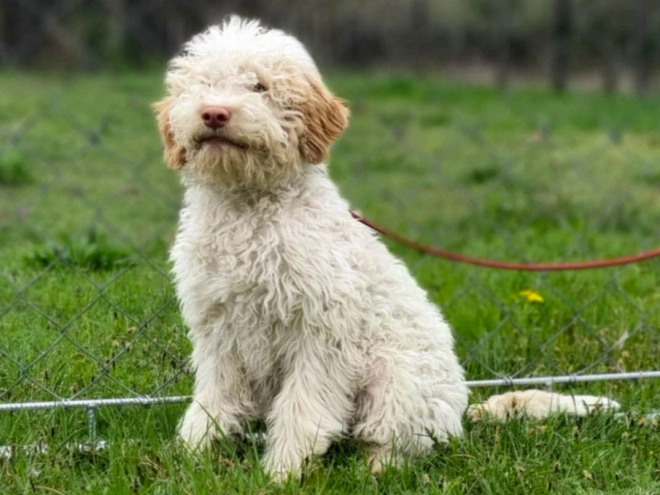 Lagotto Romagnolo puppy for sale