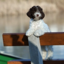 Lagotto Romagnolo puppy for sale