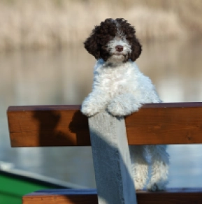 Perros Lagotto Romagnolo en venta