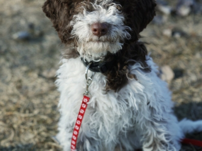 Perros Lagotto Romagnolo en venta