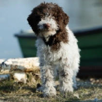 Lagotto Romagnolo puppy for sale