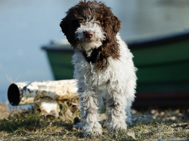 Perros Lagotto Romagnolo en venta
