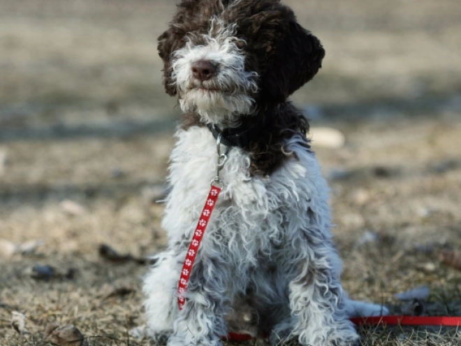 Perros Lagotto Romagnolo en venta