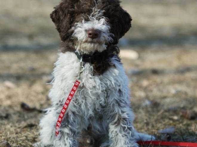 Perros Lagotto Romagnolo en venta