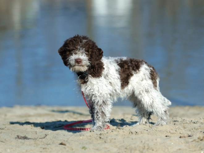 Perros Lagotto Romagnolo en venta