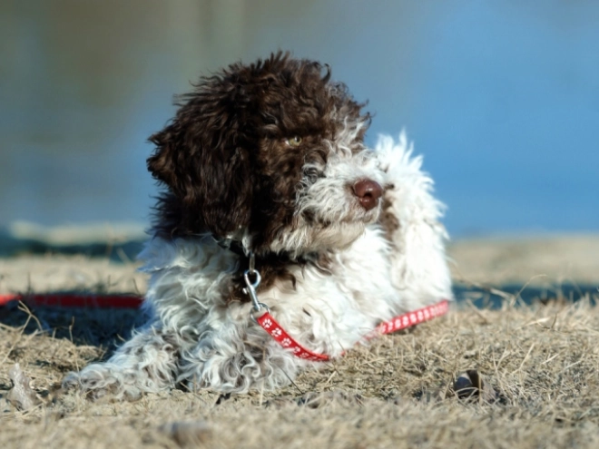 Perros Lagotto Romagnolo en venta