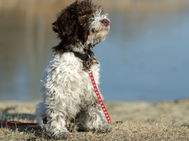 Perros Lagotto Romagnolo en venta