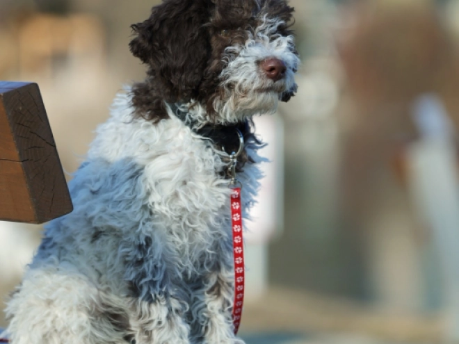 Perros Lagotto Romagnolo en venta