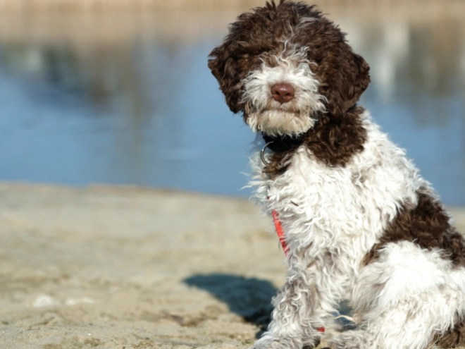 Perros Lagotto Romagnolo en venta
