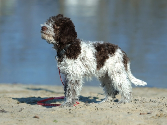 Perros Lagotto Romagnolo en venta