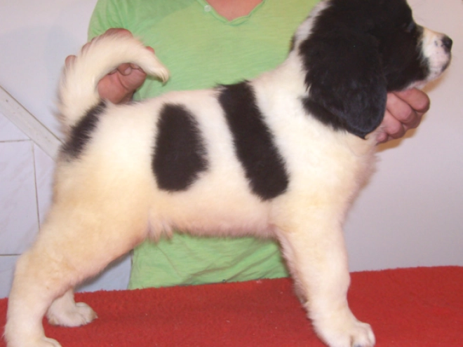 Landseer Welpe kaufen
