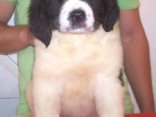 Landseer Welpe kaufen