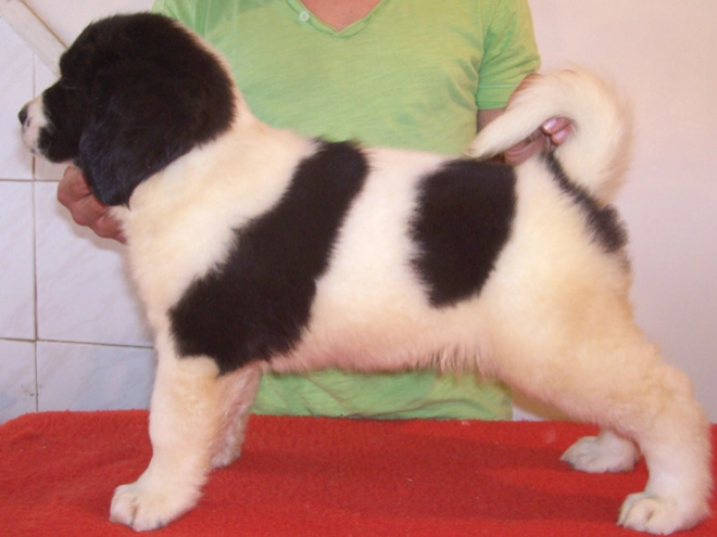 Landseer Welpe kaufen