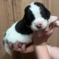 Winterfell, white with black markings Landseer for sale