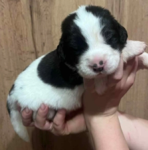 Landseer puppy for sale