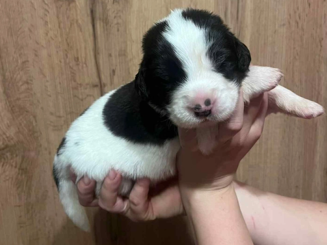 Landseer puppy for sale