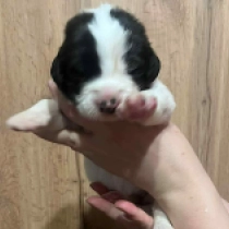 John Snow, white with black markings Landseer for sale
