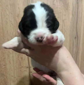 Landseer puppy for sale