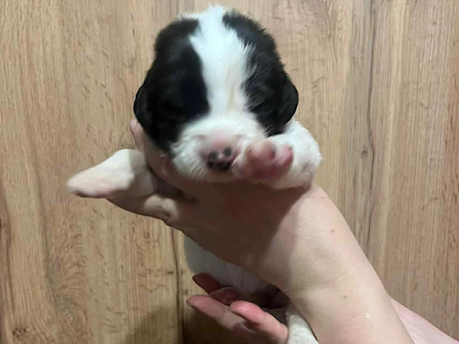 Landseer puppy for sale