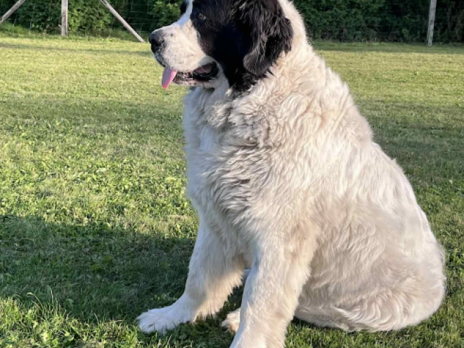 Landseer puppy for sale