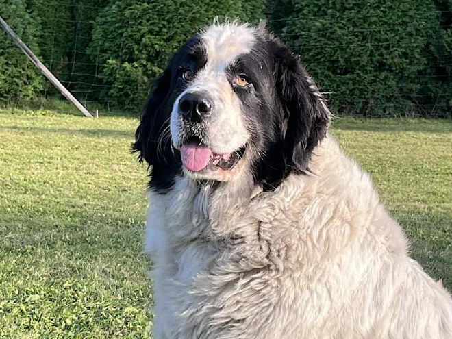 Landseer puppy for sale