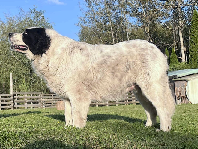 Landseer puppy for sale