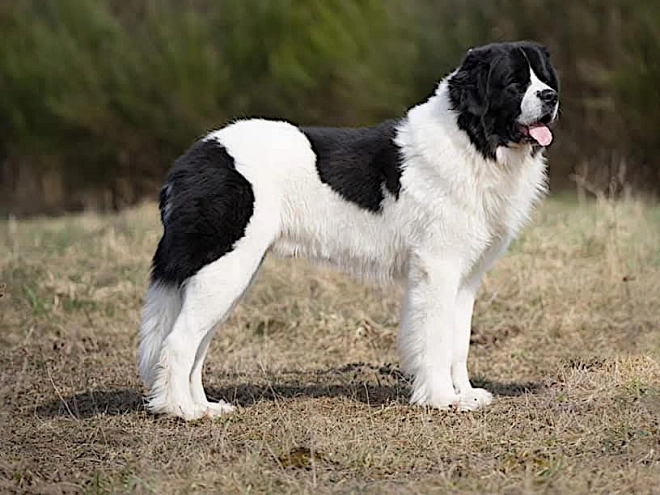 Landseer puppy for sale