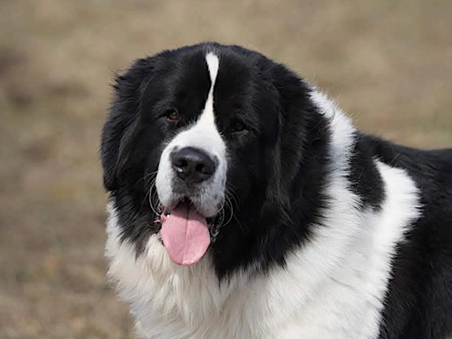 Landseer puppy for sale