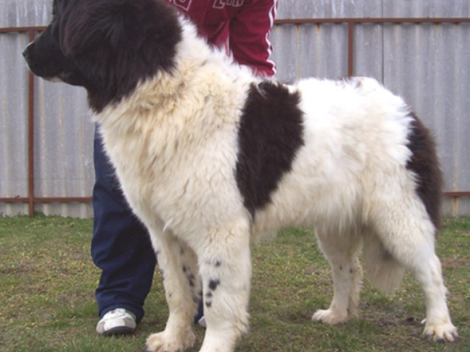 Landseer Welpe kaufen