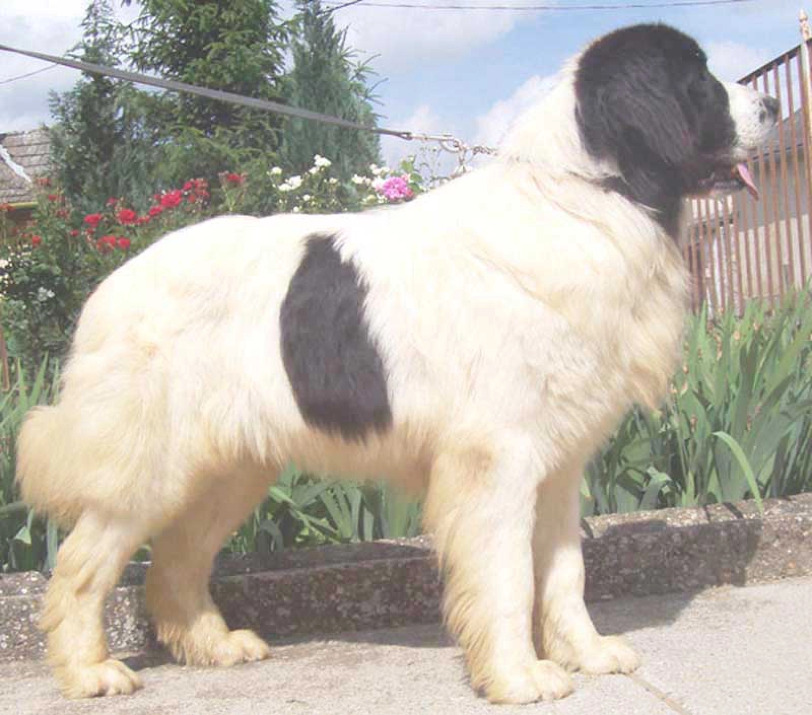 Velvet Landseer Puppy for sale EuroPuppy