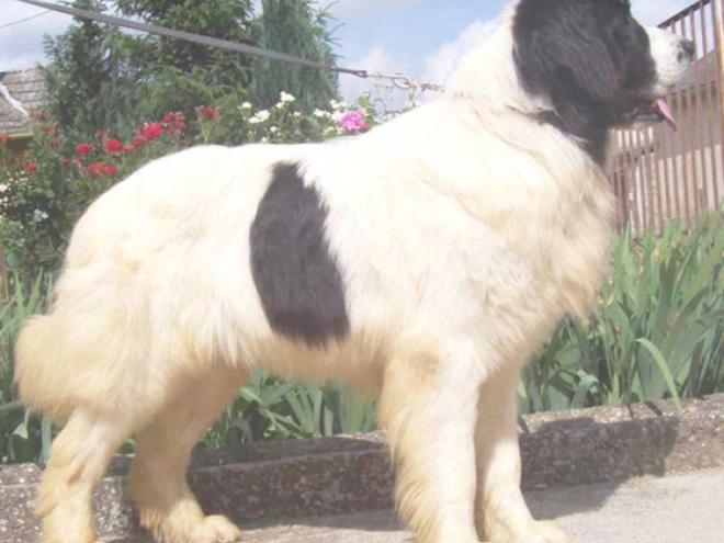 Landseer Welpe kaufen