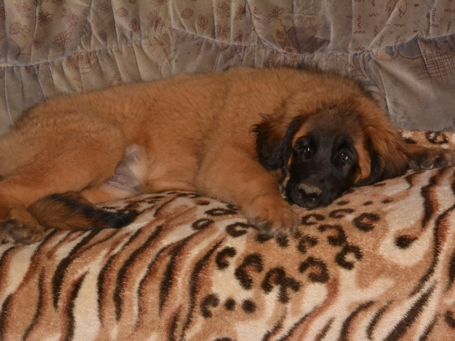 Leonberger puppy for sale