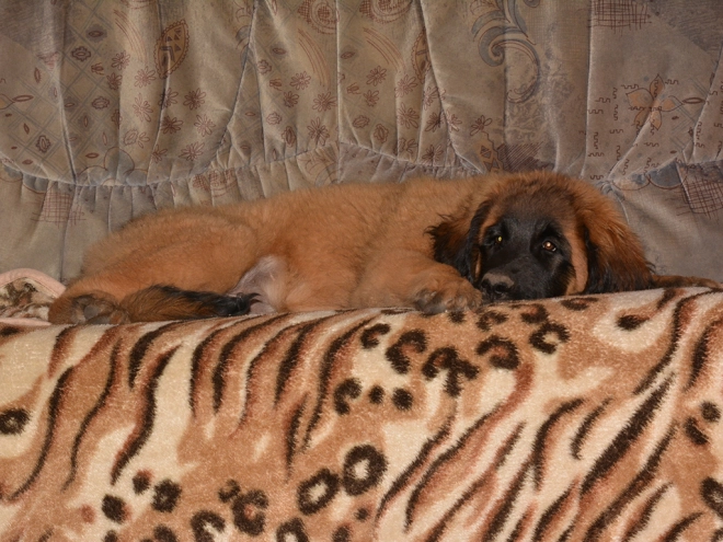 Leonberger puppy for sale