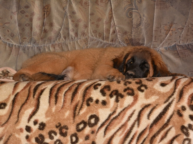 Leonberger puppy for sale