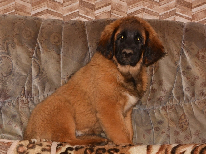 Leonberger puppy for sale