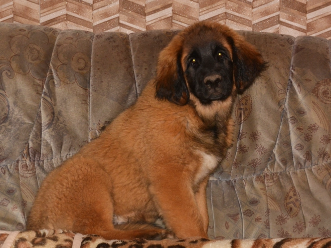 Leonberger puppy for sale
