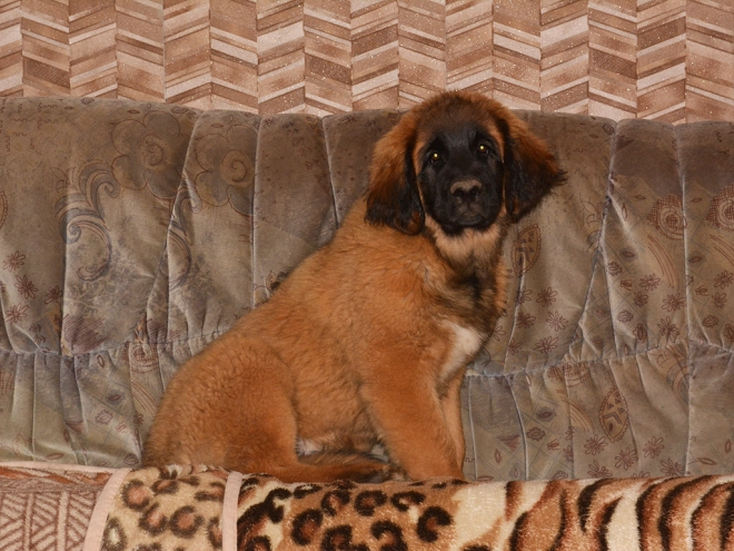 Leonberger puppy for sale
