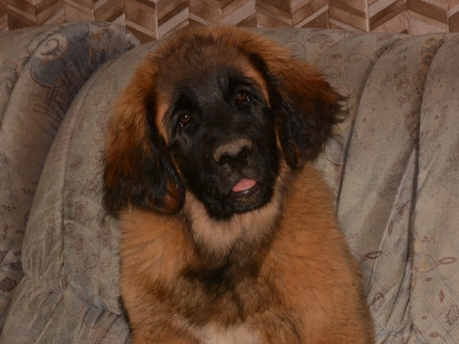 Leonberger puppy for sale