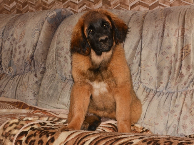 Leonberger puppy for sale